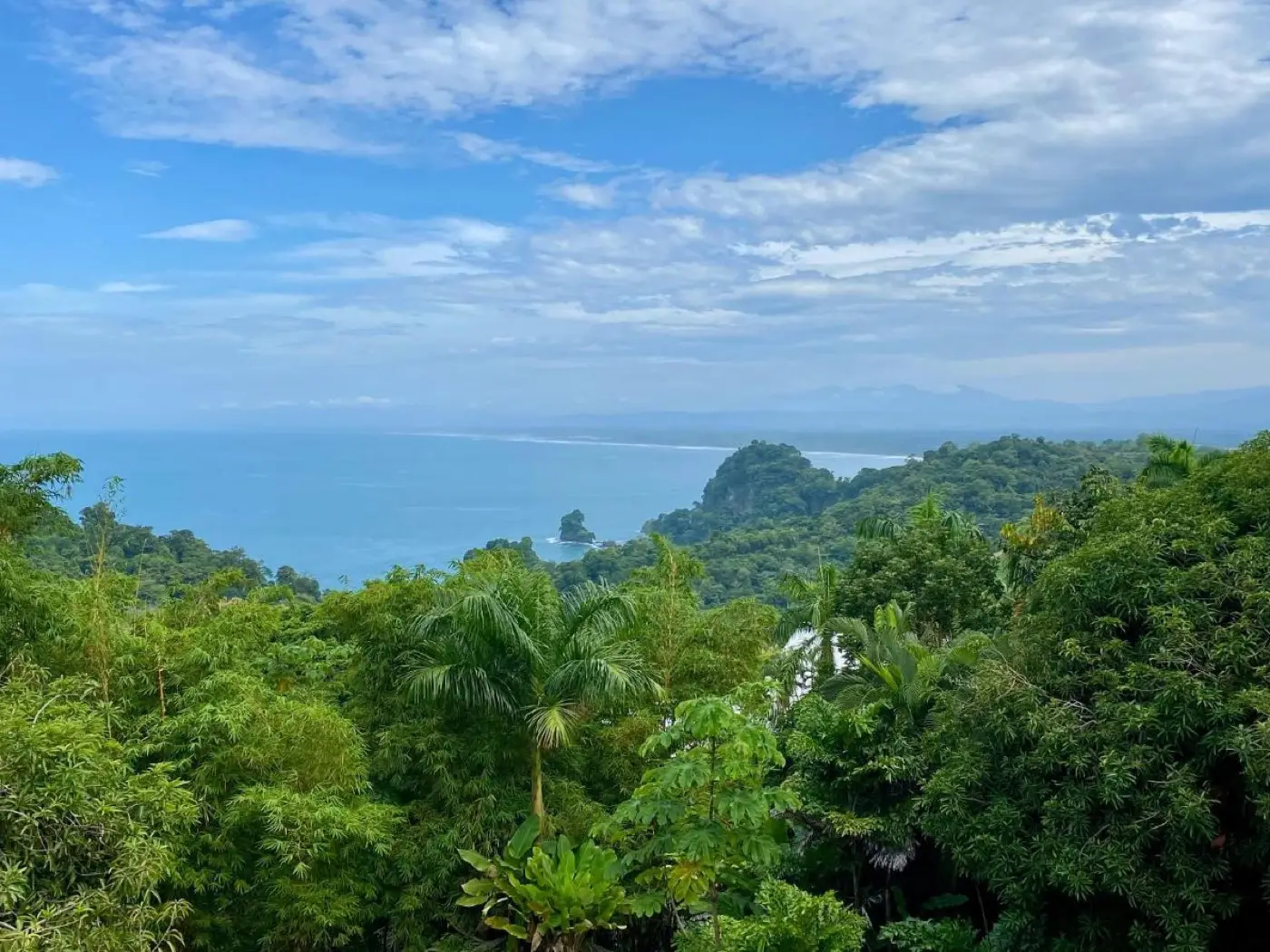 Rainforest meeting the Pacific coast